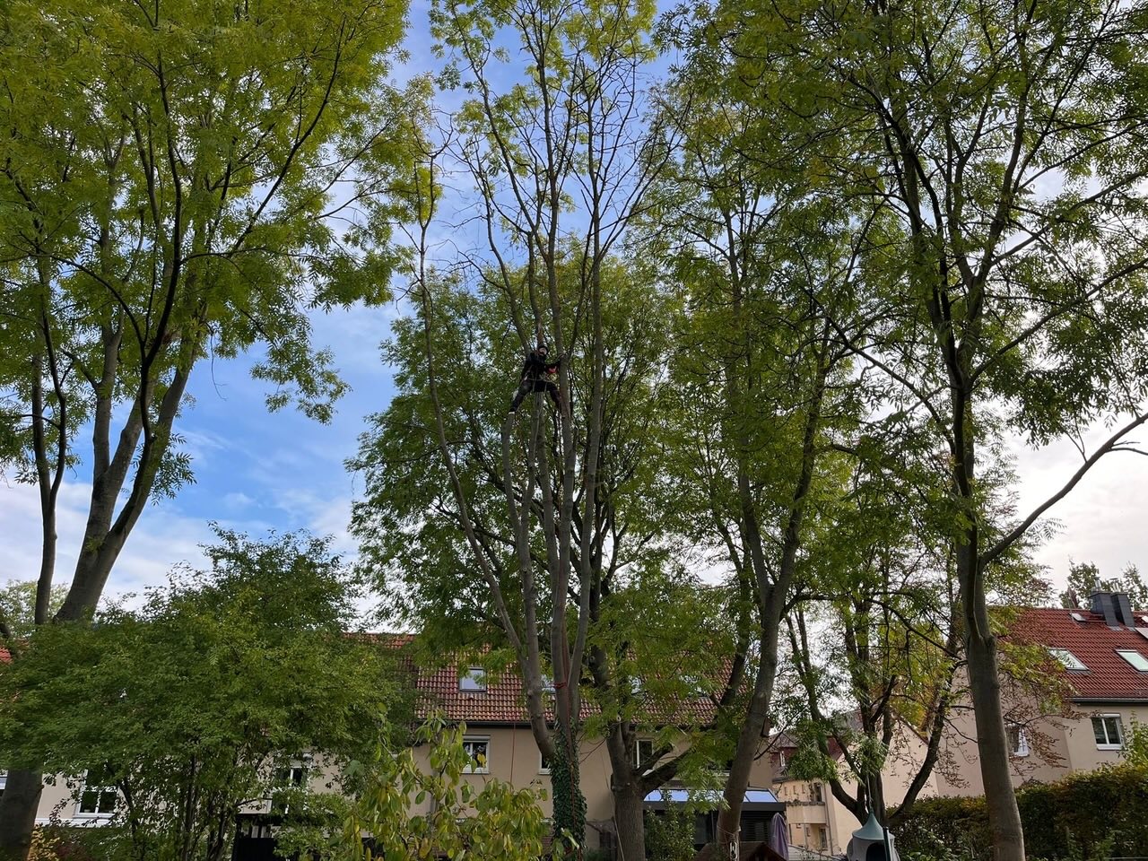 Baumfällung einer Esche in Leipzig