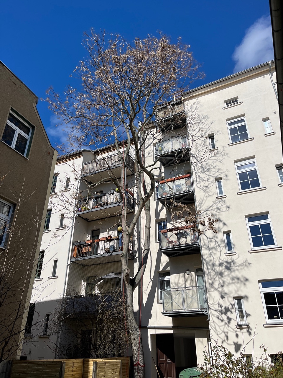 Kronenpflege eines Götterbaumes in Leipzig